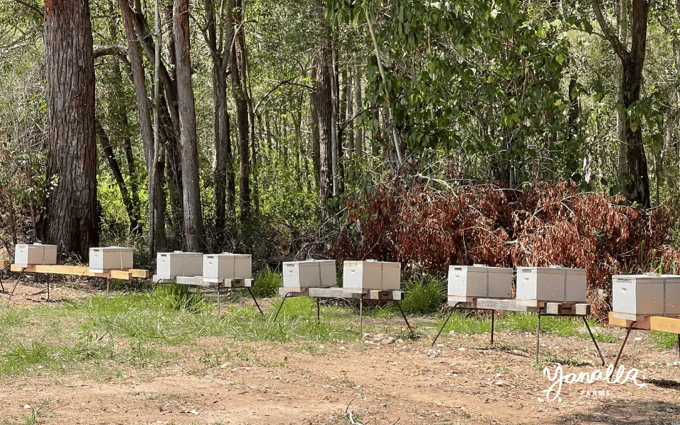 blog events farm updates bee hives 000