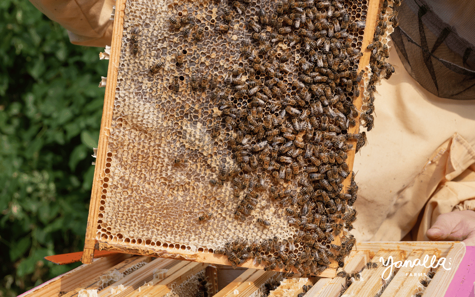 blog events farm updates honeybees 000