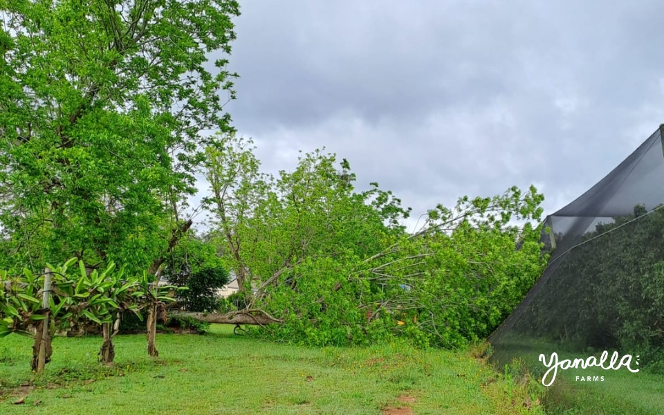 blog events farm updates pecans 000