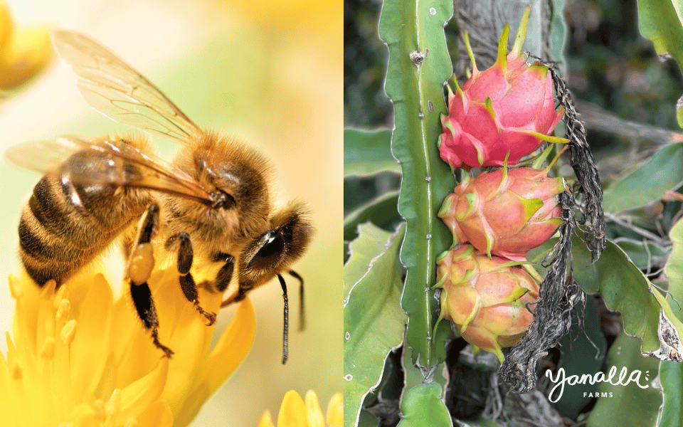 blogs events farm updates dragon fruit bee 000